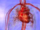 Medical animation of the Heart