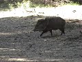 Javelina and Doe Hunt in Texas