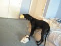 howl and burp ii   beatrix the great dane