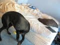 Howl and Burp II   Beatrix the Great Dane