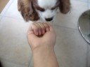 My Puppy Molly 3/3