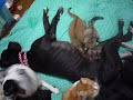 ｸﾞﾚｰﾄﾃﾞﾝのお乳を吸う猫２匹(笑) YouTube