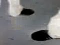 Sheos
