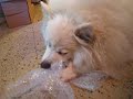 happy birthday Kismet!