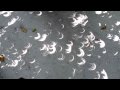 Annular Solar Eclipse 2010 On Fonimagoodhoo - Reethi Beach Maldives