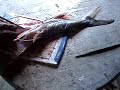 (#574 LM-YAP) THE PRICE OF CATFISH