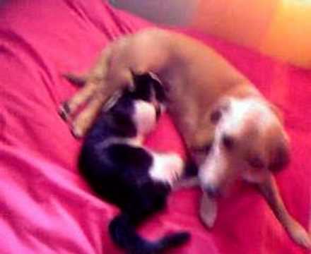 Stray cat surrogate mother
