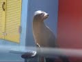 uk-sealion-show.html