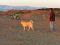 kangal turkis bozo