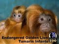parents rosie and siamo are raising the two infants who were born at denver zoo on march 10, 2008. both parents, and the infants older siblings, take turns carrying the babies on their backs.