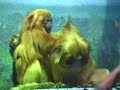 Endangered Golden Lion Tamarin Twins Born at Denver Zoo Endangered Golden Lion Tamarin Twins Born at Denver Zoo