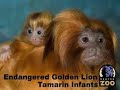 parents rosie and siamo are raising the two infants who were born at denver zoo on march 10, 2008. both parents, and the infants older siblings, take turns carrying the babies on their backs.