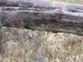 videos de Paintball Fueguino www.paintballtdf.com PARTE 1/3