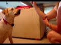 More Yellow Lab Puppy "Buzz" Tricks at  9 Months Old