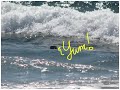 Otter in the Surf Otter in the Surf