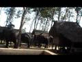 10.6.08 MON - Krabi Elephant - Hi to Joey Cate and Chrissy.MOD