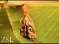 Owl butterfly emerging: timelapse