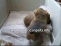 herbal treatment for cat with arthritis