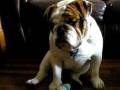 Argus the English Bulldog Drops Kong to Give High Five