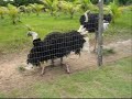 Dan�a do Avestruz - Atoladinha