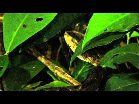 YouTube reptile video