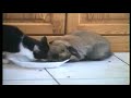 CAZIMIR . lapin belier qui aime les croquettes