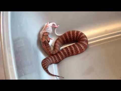YouTube reptile video