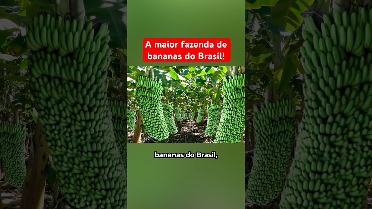 A Maior Fazenda De Bananas Do Brasil