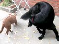 Tia & Josh - Bubble Fun