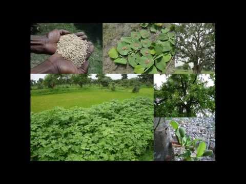 Medicinal Rice B4 Formulations for Epilepsy: Pankaj Oudhia’s Medicinal Plant Database