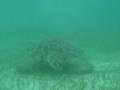 videos de Green Turtle Eating