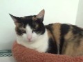 Michi