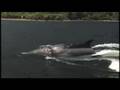 Re: Innespace Dolphin in action,,RIPOFF! 