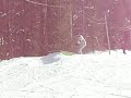 Cape Verdian Snowboarder Cape Verdian Snowboarder