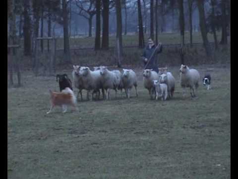 Icelandic Sheepdog Alisa herding (I)
