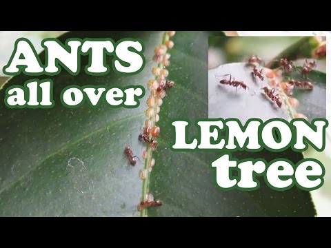 how to kill fungus on palm trees