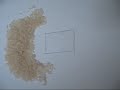 Freezing grains- will it work part 2 Freezing grains- will it work part 2