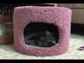 Ender 8, Korat Cat
