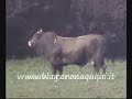 Torino, toro fugge dal macello e viene ucciso in tangenziale (video di cronacaqui.it)