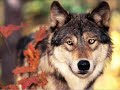 Lyrian - A Boszork�ny �s a Farkas legend�ja