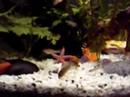 Plants and Corys