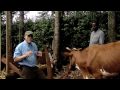 Cow Project
