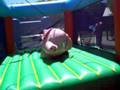 pam sur le cochon
