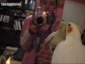 Our cockatiels having fun Our cockatiels having fun