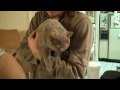 Tootsie gets picked up
