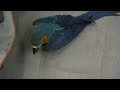 guacamayo ararauna (Lucas)2parte guacamayo ararauna (Lucas)2parte