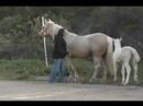 2008 Cremello TWH colt by Steppin Straight 2DaMax