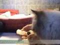 Klára a nővércica segít! - Klara the nursecat helps!