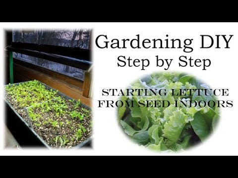 how to grow lettuce from a seed