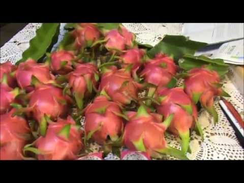 how to harvest dragon fruit seeds